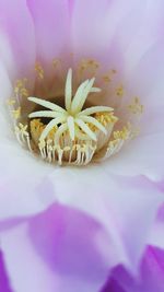 Close-up of flowers