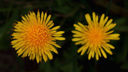 Close-up of yellow flowering plant