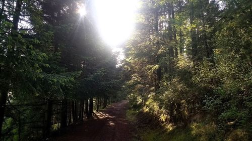 Trees in forest