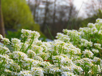 Close-up of white flowering plants in field