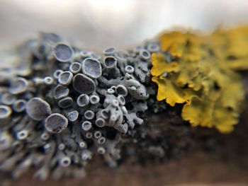 Close-up of yellow rose on wood