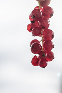Close-up of cherries on tree against sky