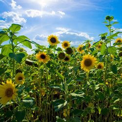 Sunflower blooming in field