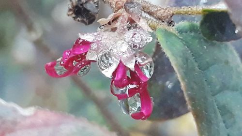 Close-up of raindrops on flower plant