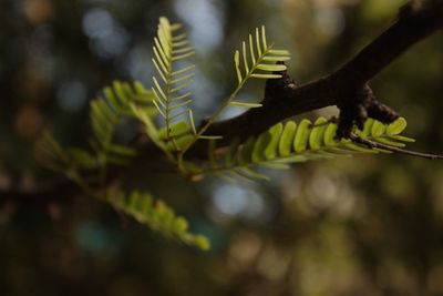 Close-up of leaves on tree in forest