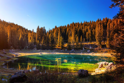 Scenic view of lake by trees in forest against sky