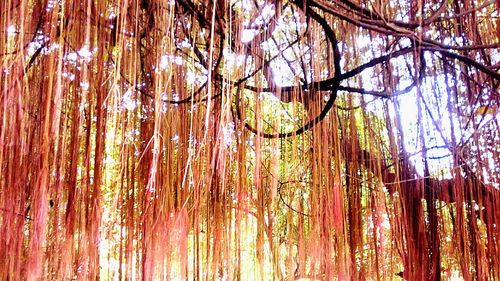 Close-up of trees in forest