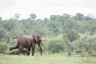 Elephant walking in a field