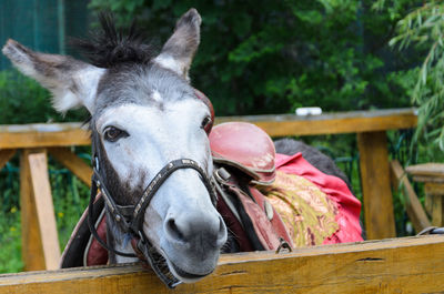 Donkey in a harness.