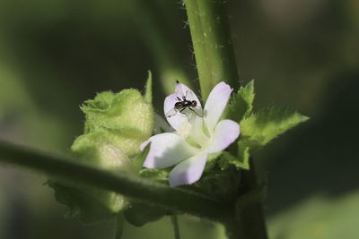 Close-up of insect on purple flower