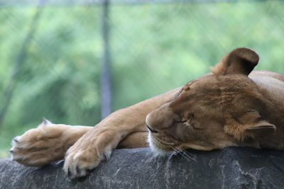 View of a sleeping cat