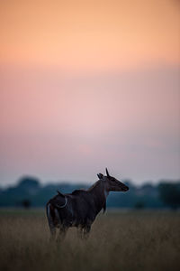 View of a horse on field during sunset