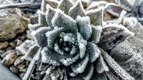 Close-up of snow on flower during winter