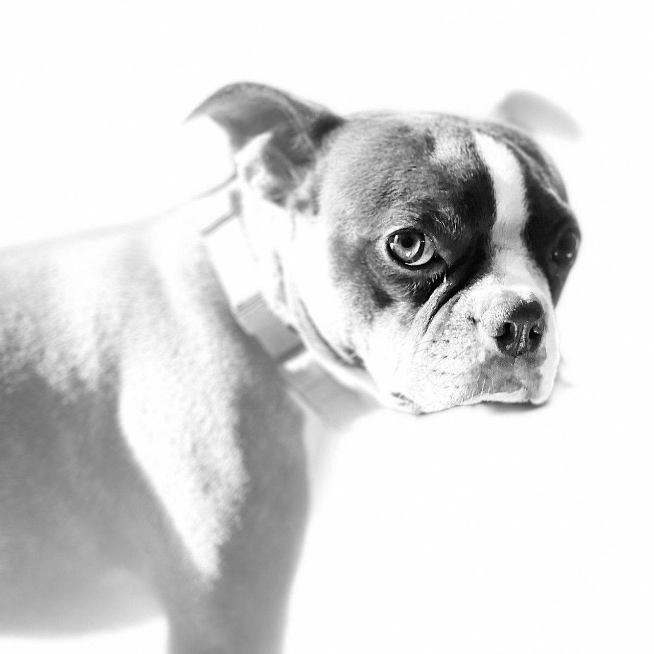 CLOSE-UP PORTRAIT OF DOG