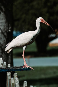 Bird perching on a lake