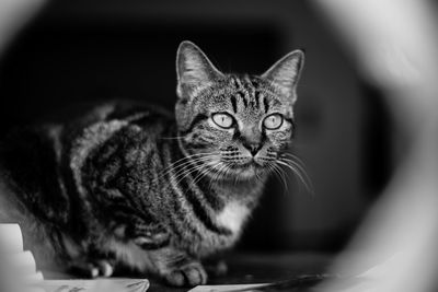 Close-up portrait of tabby cat