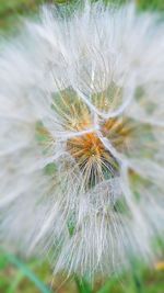 Close-up of dandelion