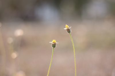 Close-up of yellow flowering plant