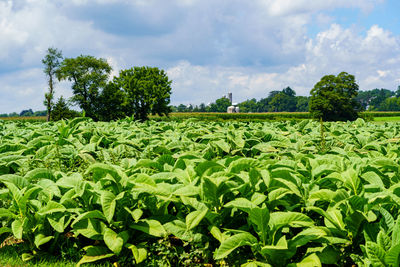 Scenic view of agricultural field against sky