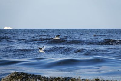 Seagulls flying over sea