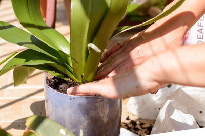 Close-up of hand holding potted plant