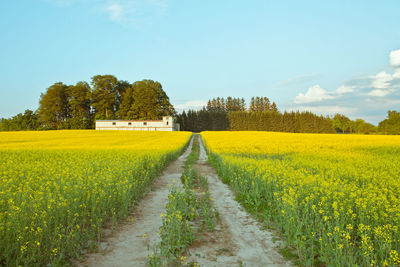 Oilseed rape field