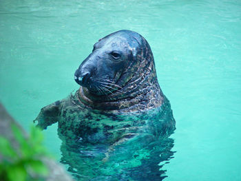 High angle view of seal swimming in pool at zoo