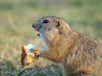 animal