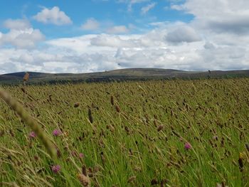 Scenic view of agricultural field against sky