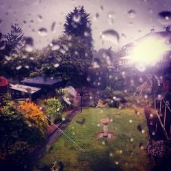 Sun shining through trees