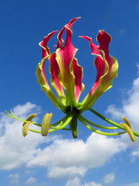 Low angle view of flowering plant against blue sky