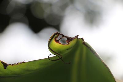 Cropped image of green leaf