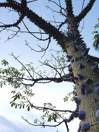 Low angle view of tree against sky