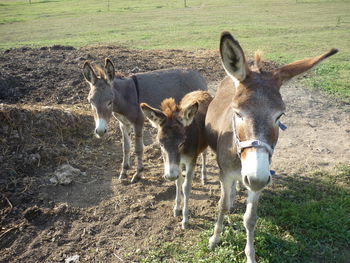 Donkeys standing on field