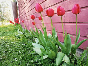 Plant growing in backyard