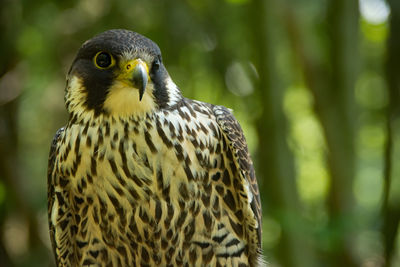 Close-up of owl looking away