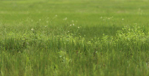 Full frame shot of grassy field