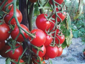 Close-up of tomatoes