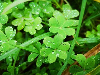 Close-up of wet plant leaves during rainy season