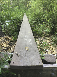 Close-up of plants by water