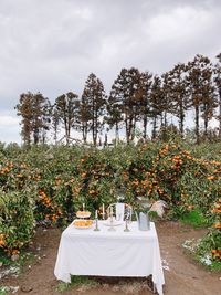 Trees and plants growing on table against sky