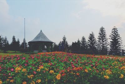 Flowering plants against sky