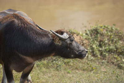 Buffalo half full eating grass, waterfront.