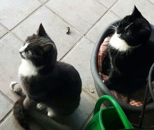 High angle view of two cats sitting