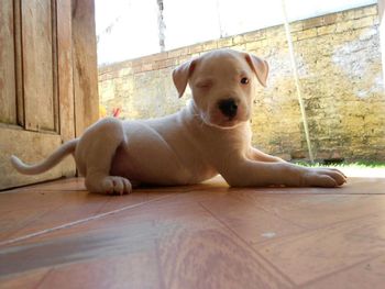 Portrait of puppy