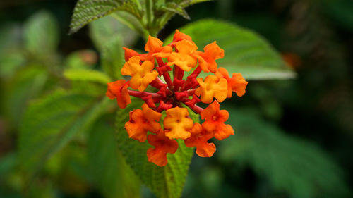 flowering plant