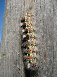 Close-up of insect on tree trunk