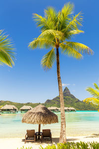 Coconut palm tree by sea against clear blue sky