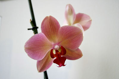 Close-up of pink orchid