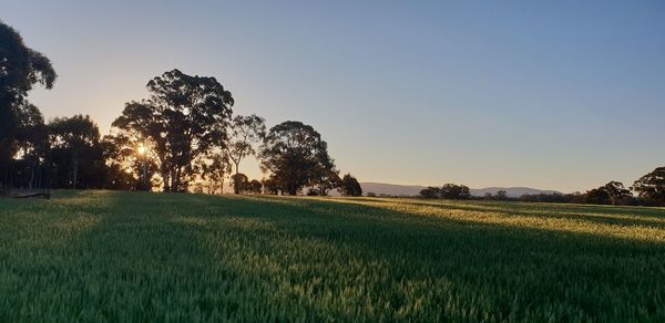 Scenic view of field against clear sky during sunset